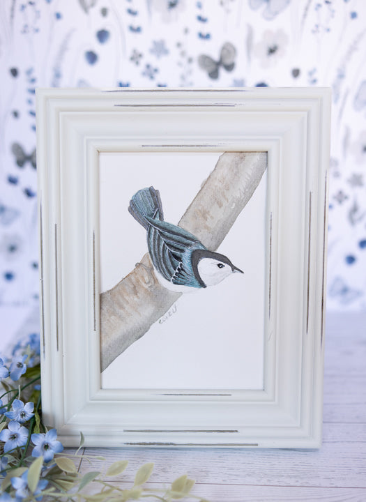 Curious Nuthatch