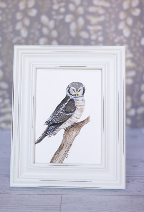 Northern Hawk Owl