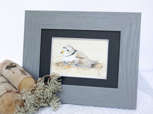 Nesting Plovers